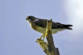 Swainson's Hawk