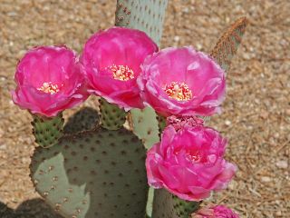 Beavertail Prickly Pear Cactus