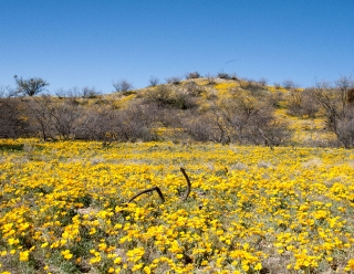 California Poppies