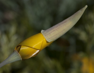 California Poppy Bloom