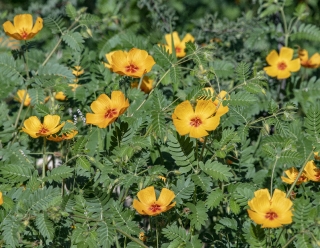 Orange Caltrop - Arizona Poppy 