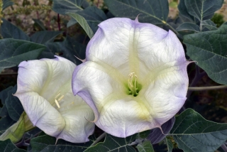 Sacred Datura aka Jimsonweed