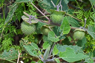 Sacred Datura fruit pod aka Jimsonweed