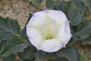 Sacred Datura aka Jimsonweed1