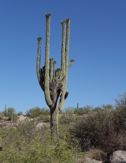 Saguaro cactus