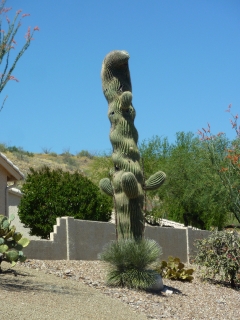 Saguaro Cactus rare