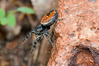 Apache Jumping Spider