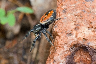 Apache Jumping Spider