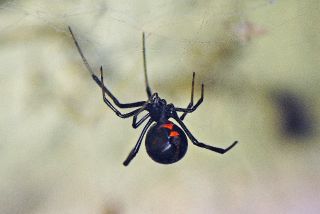 Black Widow