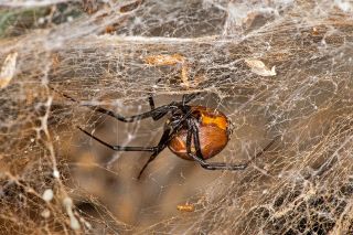 Brown Widow