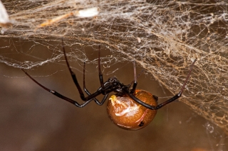 Brown Widow