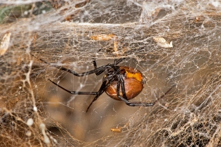 Brown Widow 1
