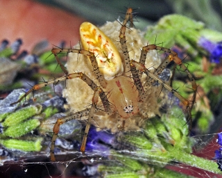Green Lynx Spider with egg sac