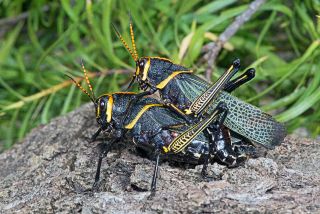 Horse Lubber Grasshopper
