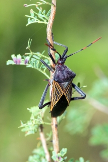 Mesquite Bug 1