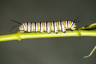 Monarch Butterfly caterpillar
