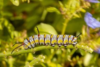 Queen Butterfly Caterpillar