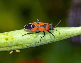 Small Milkweed Bug - Lygaeus kalmii