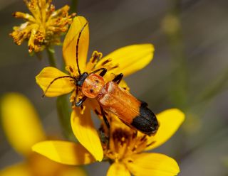 Soldier Beetle