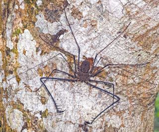 Tailless Whip Scorpion