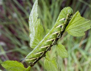 Tomato Hornworm Caterpillar