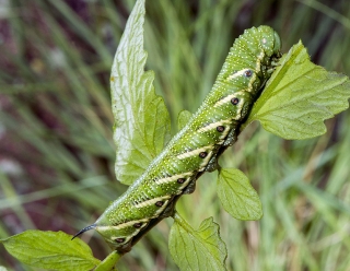 Tomato Hornworm Caterpillar