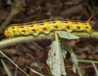 White-lined Sphinx Moth Caterpillar