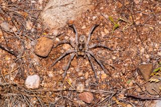 Wolf Spider