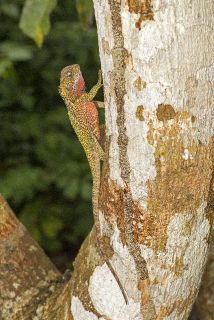 Amazon Forest Dragon