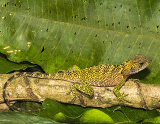 Amazon Forest Dragon-Peru