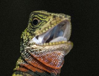 Amazon Forest Dragon 1