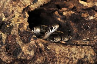 Checkered Garter Snake