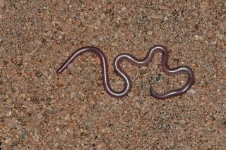 Western Threadsnake