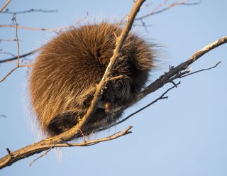 Porcupine