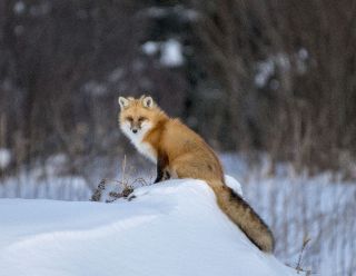 Red Fox
