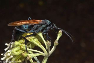 Tarantula Hawk