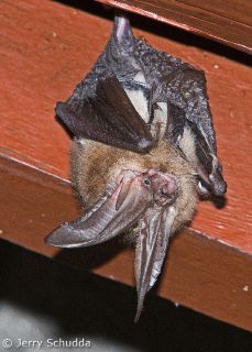 Townsend's Big-eared Bat
