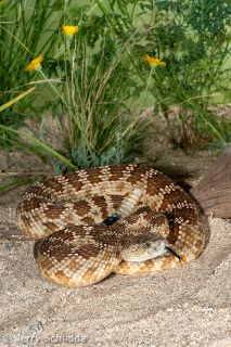 Western Rattlesnake