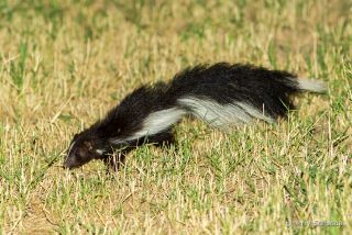 Hooded Skunk