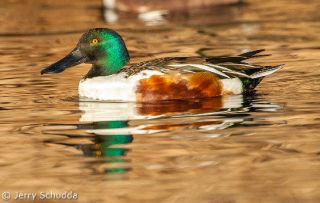 Northern Shoveler Duck
