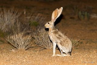 Antelope Jackrabbit