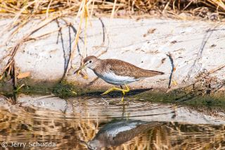 Solitary Sandpiper