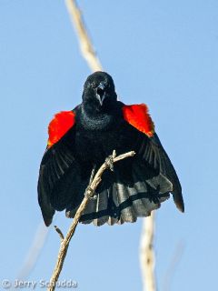 Red-winged Blackbird