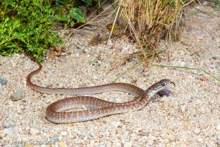Coachwhip Red Morph