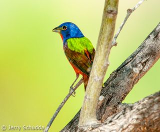 Painted Bunting