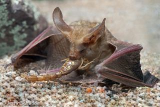 Pallid Bat