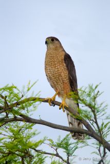 Cooper's Hawk