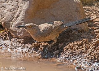 Curve-billed Thrasher