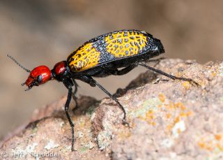 Iron - Cross Blister Beetle