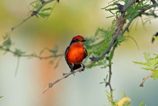 Vermilion Flycatcher 3